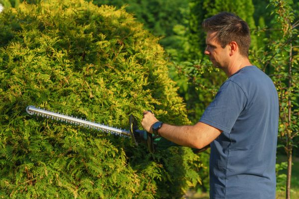 A person trimming a hedge with a hedge trimmer